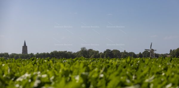 Platteland met Oostkapelle op de achtergrond 2