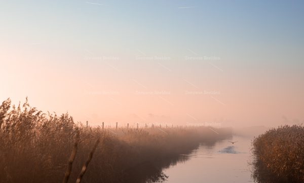 Wegvliegende vogel op een mistige ochtend