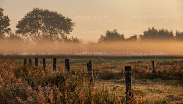 Dauw op het weiland