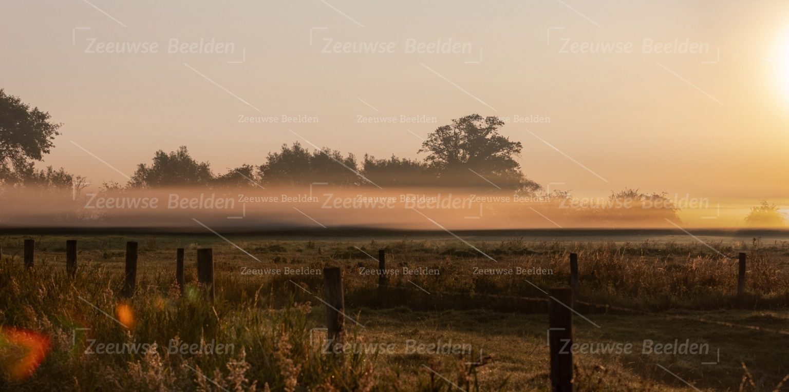 Dauw polder ochtendlicht
