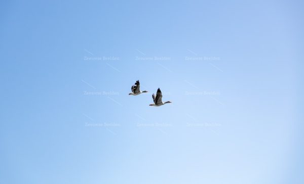Ganzen in vlucht