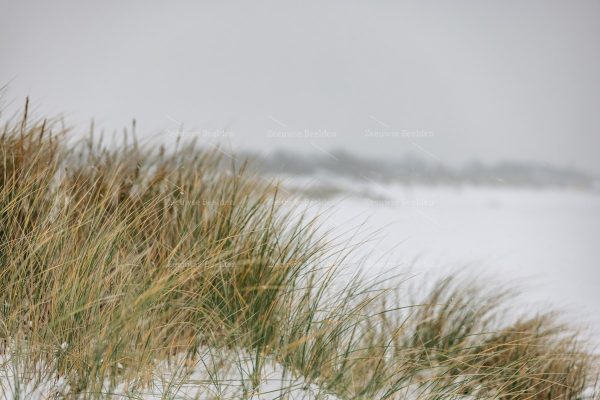 Helmgras in de winter