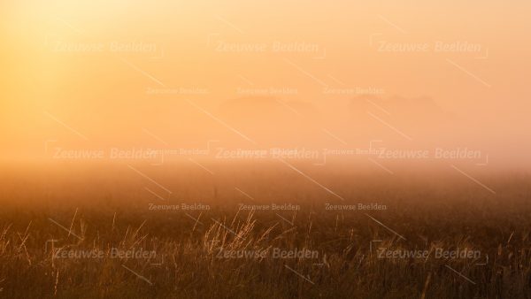 Helmgras in het ochtendlicht