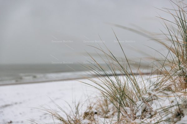 Helmgras op het witte strand