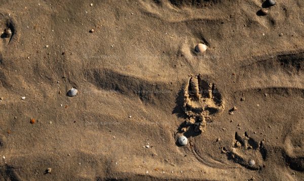 Hondenpoot in het zand 2