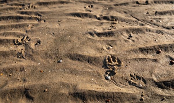 Hondenpoot in het zand