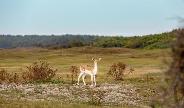 Jonge ree in de duinen 2
