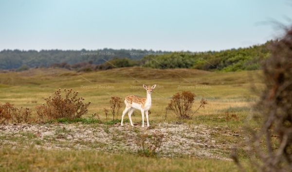 Jonge ree in de duinen 3