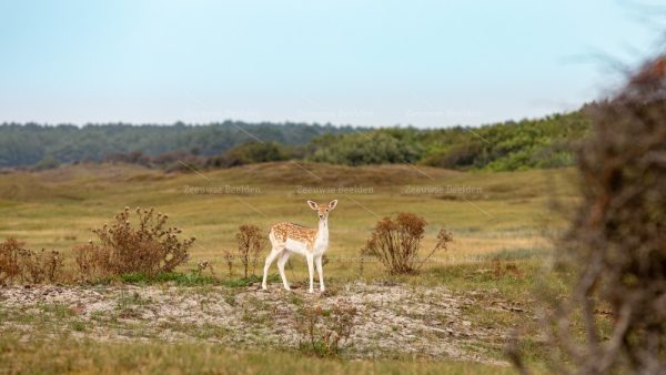 Jonge ree in de duinen 5