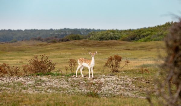 Jonge ree in de duinen