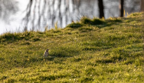 Musje zittend op het gras aan het water
