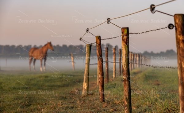 Paard in de wei met ochtenddauw 2