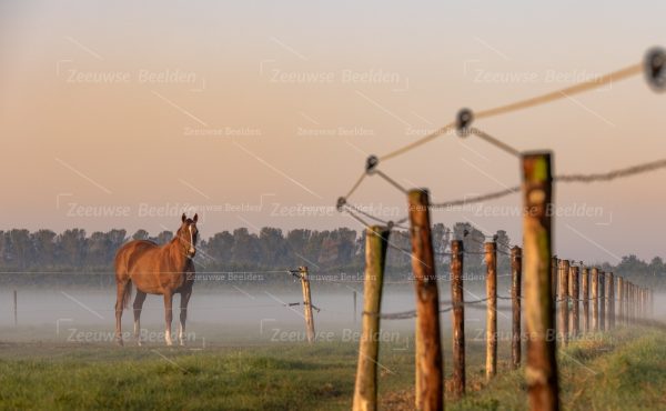 Paard in de wei met ochtenddauw