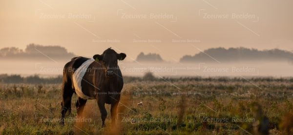 Panoramafoto koe in het weiland