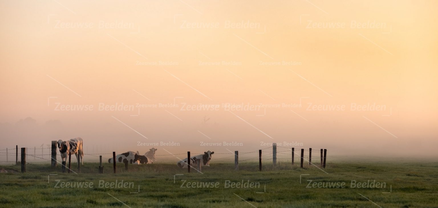 Panoramafoto koeien in het ochtendlicht