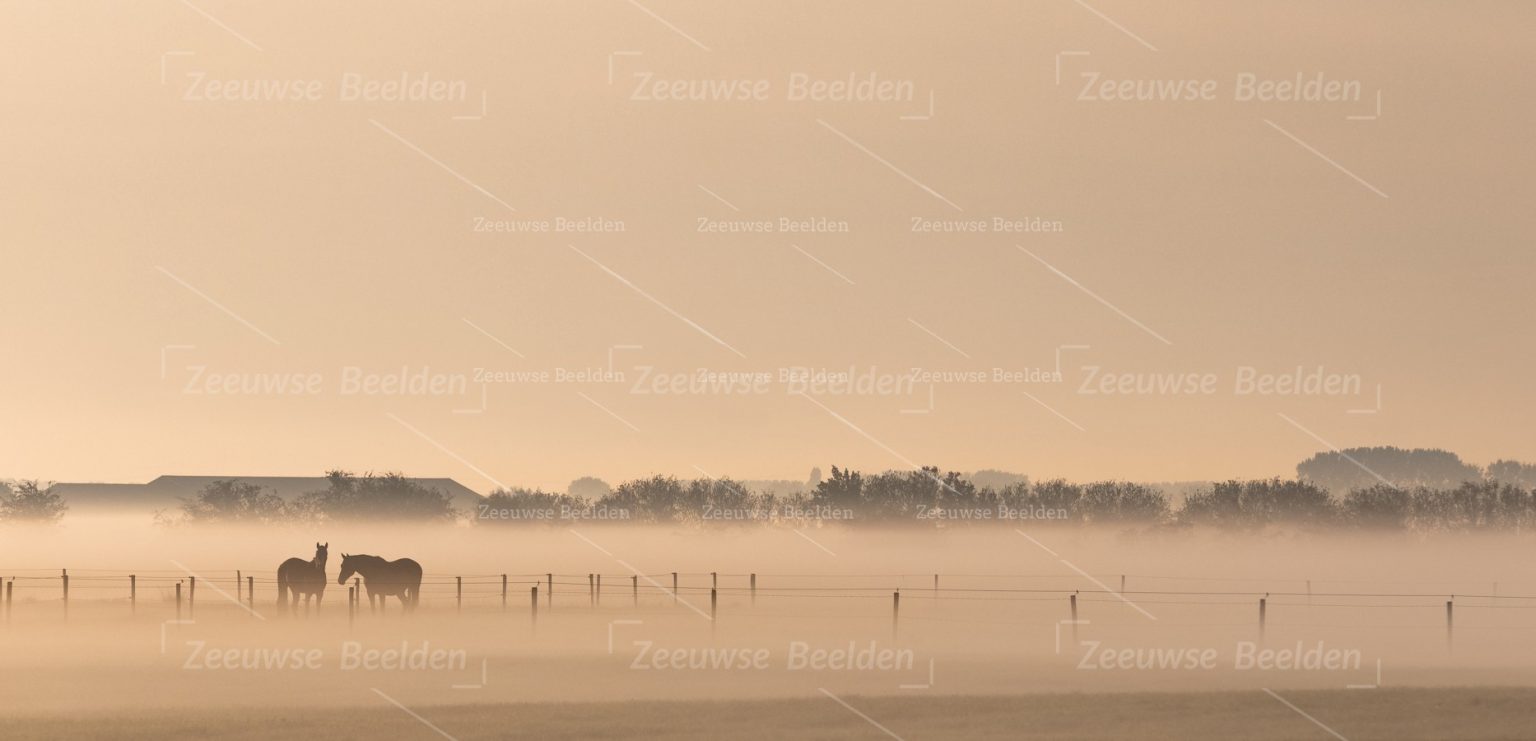 Panoramafoto paarden in de wei bij ochtendlicht