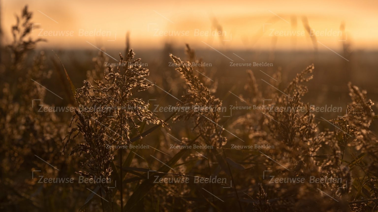 Riet bij ochtendlicht