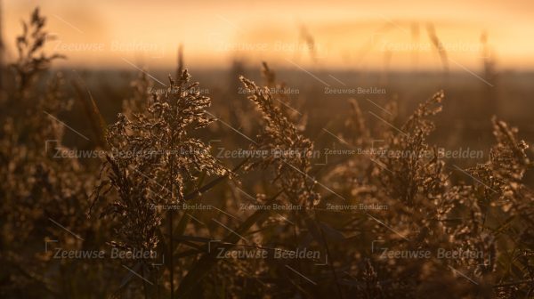 Riet bij ochtendlicht