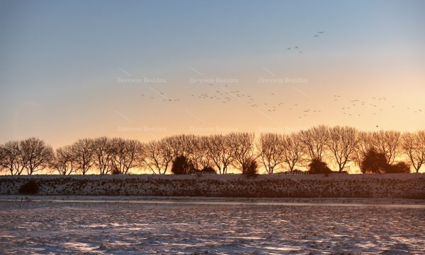 Vliegende vogels tijdens zonsopkomst