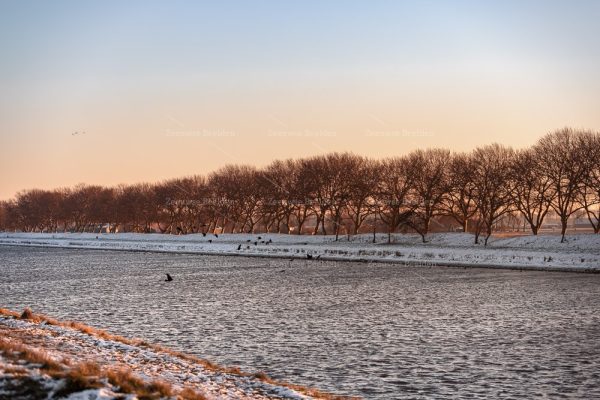 Vogels in de sneeuw langs het kanaal door Walcheren
