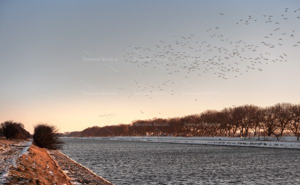 Vogels vliegen over het winterse kanaal door Walcheren