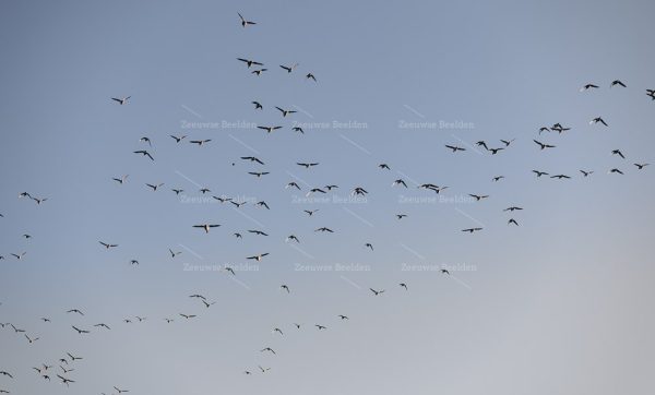 Vogels vliegen over Walcheren 2