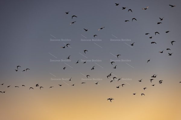 Vogels vliegen tijdens de zonsopkomst 2