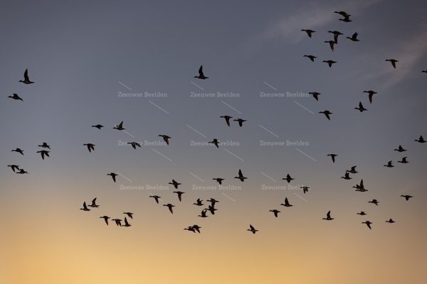 Vogels vliegen tijdens de zonsopkomst