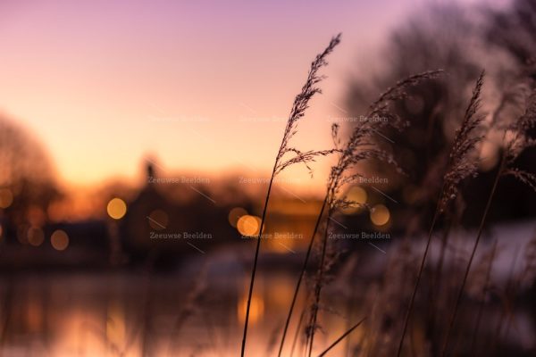 Zonsopkomst tussen het hoge gras in Middelburg 2