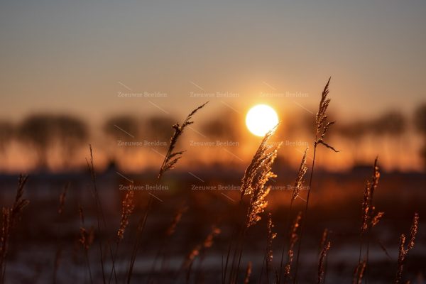 Zonsopkomst tussen het hoge gras in Walcheren