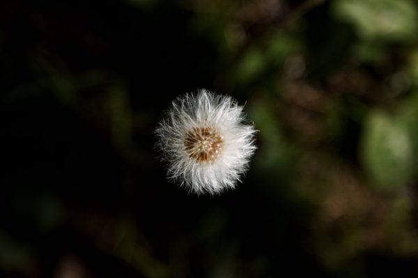 Close-up van een uitgebloeide paardebloem 2
