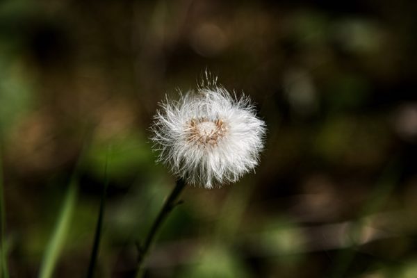 Close-up van een uitgebloeide paardebloem