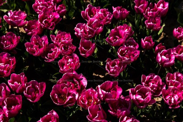 Close-up van een tulpenveld in bloei 2
