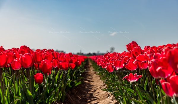 Close-up van een tulpenveld in bloei 3