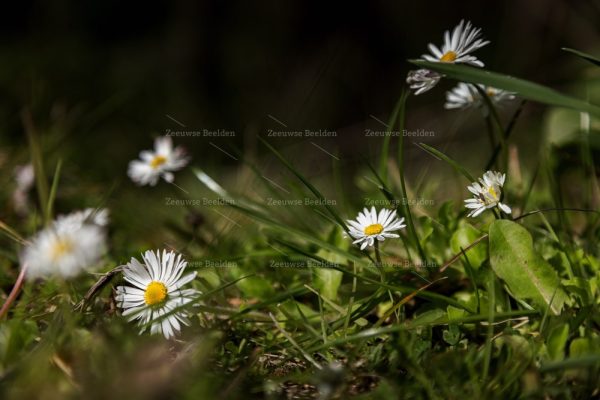 Margrietjes in het ochtendlicht 4