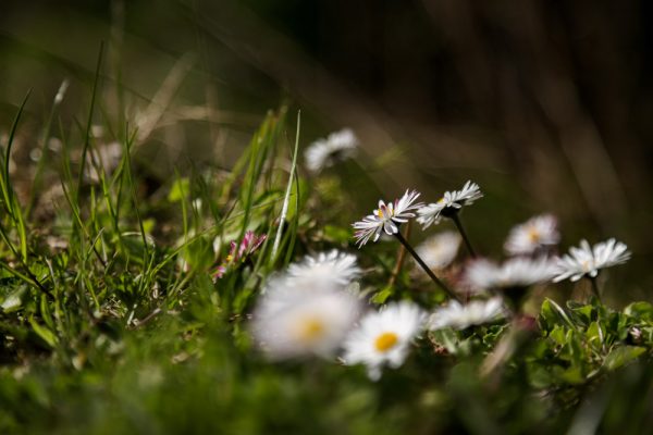 Margrietjes in het ochtendlicht