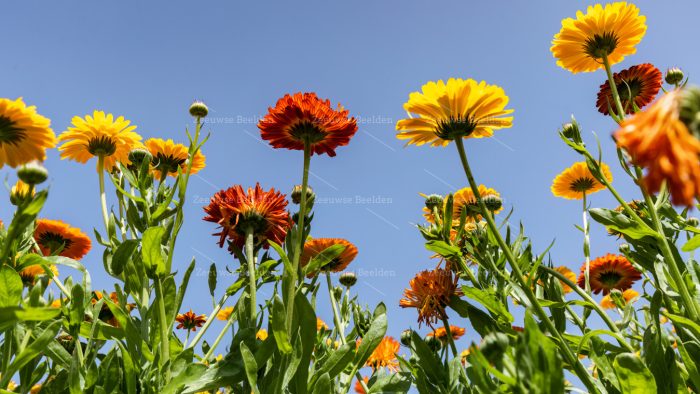 Bloemenveld op een akker op Walcheren 4